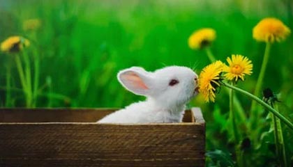 乐鱼体育平台官网-加拿大队赛制评析：如何在团体赛制中调整战术迎接挑战，加拿大队名单